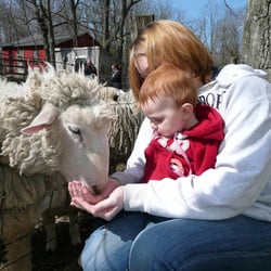 child feeding sheep
