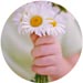fistful of daisies