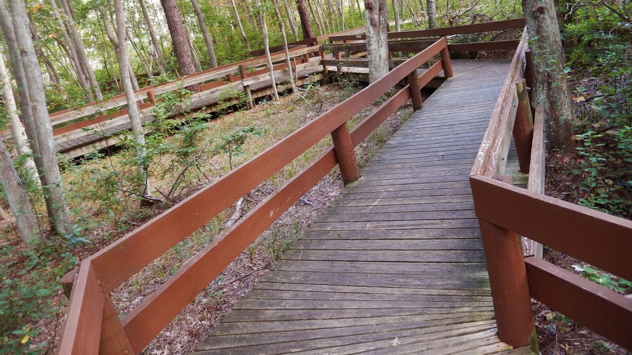 boardwalk in woods
