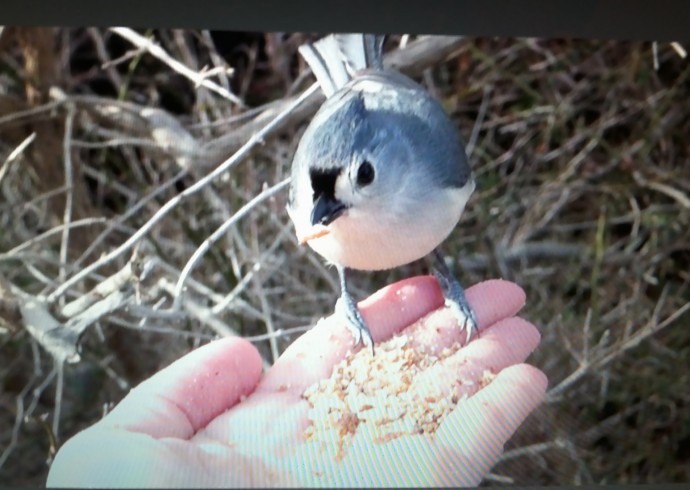 bird feeding out of hand