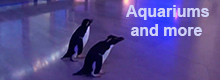Aquarium penguins