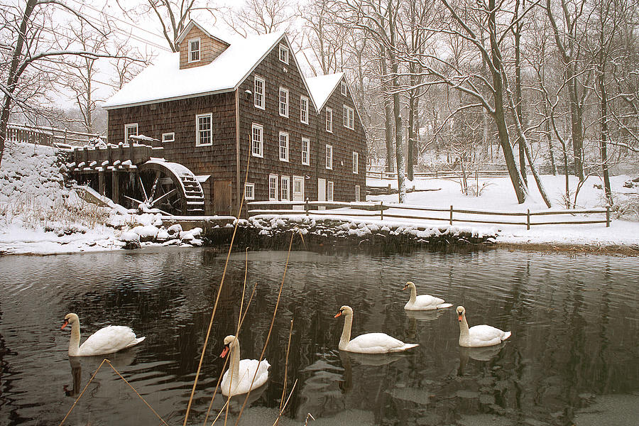 grist mill pond with swans