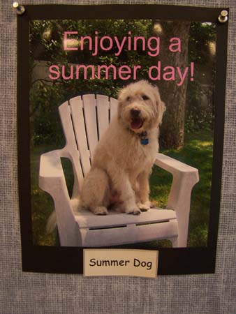 Summer Dog