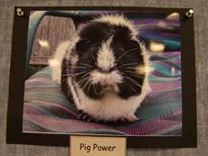 First Place Winner - Pig Power