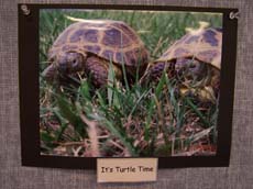 It's Turtle Time